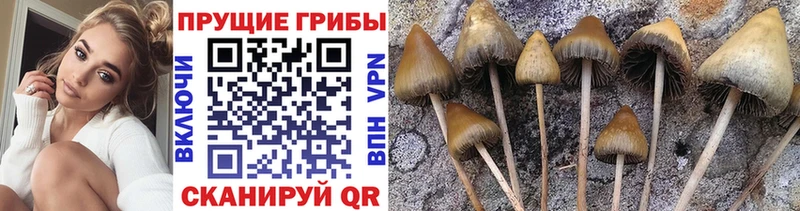 ОМГ ОМГ tor  закладки  Кремёнки  Галлюциногенные грибы Psilocybine cubensis 